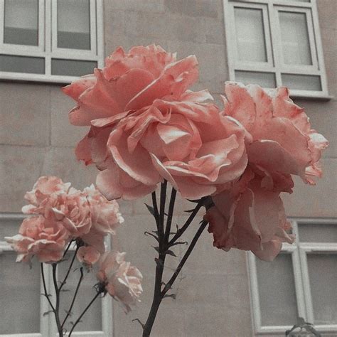 pink aesthetic by ˚₊ 𝐝 𝐲 ⁺˳༚ on g r e y a e s t flower aesthetic aesthetic roses
