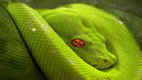 The Top 10 Deadliest And Most Venomous Snakes In The World Sahida
