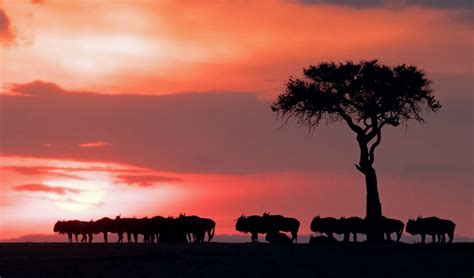 Kenyan Sunset Safari Holidays With Gamewatchers Safaris