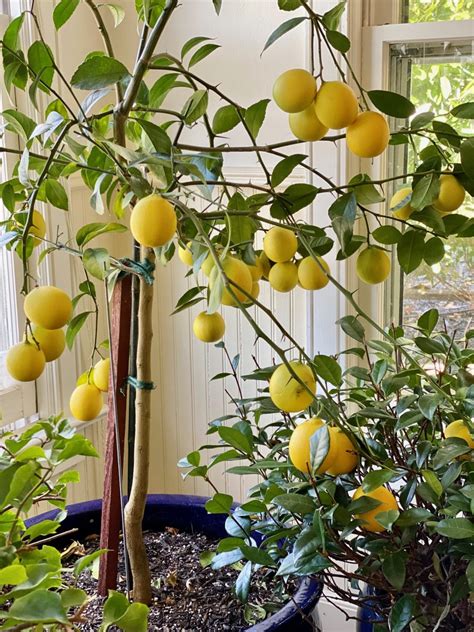 How To Grow A Meyer Lemon Tree Indoors