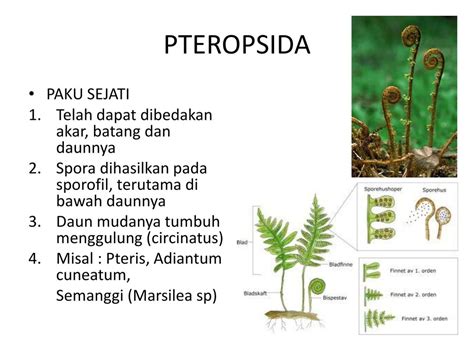 Ciri Ciri Tumbuhan Paku Sejati Meteor