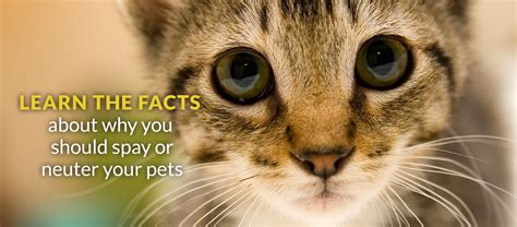 You can afford to have your pet spayed or neutered. FACE Low-Cost Spay/Neuter ClinicHome - FACE Low-Cost Spay ...
