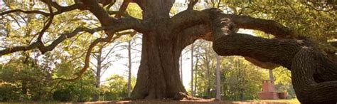 Four Famous Oak Trees — Shade Metals