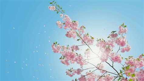 4k Sakura Wallpaper Anime Cherry Blossom Wallpaper 72 Images
