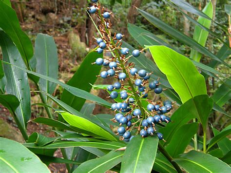 299 Native Ginger Blue Berry Ginger Alpinia Caerulea Zingiberaceae