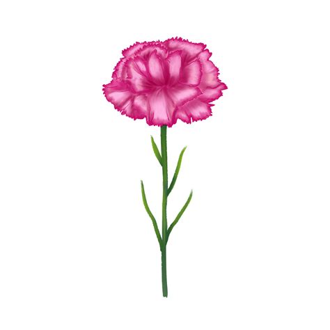 Carnations Flower Clipart Hd Png A Red Carnation Flower Carnation