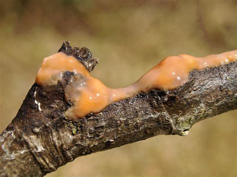 Phytophthora Species Bleeding Canker Of Beech Oomycota Images