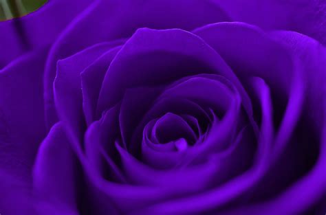 Purple Rose Background Wallpaper