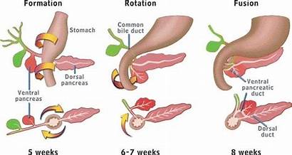 Embryology Pancreatic Pancreas Duct Bile Ncbi Development