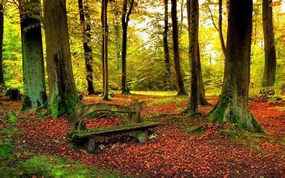 Woods Forest Fall Autumn Leaves Bench Trees