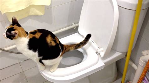 [step by step] cat toilet training youtube