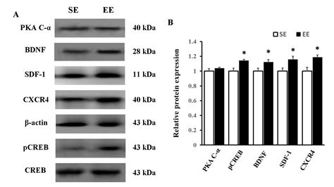 Increased Protein Expression Levels Of PCREB BDNF And SDF 1 CXCR4 In