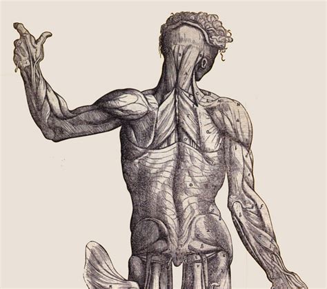 Anatomical anatomy teaching model 33.5 tall human torso organ 19 parts male. CS 48N - The Science of Art