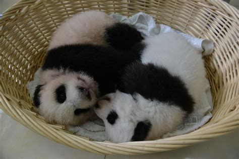 There Are Two Small Cute Panda In The Basket Panda Cute Panda Animals