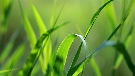 Wallpaper Close Up Of Natural Grass 2560x1600 Hd Picture Image