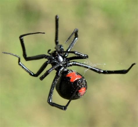 Black Widow Spider Pest Control Barrier Pest Solutions