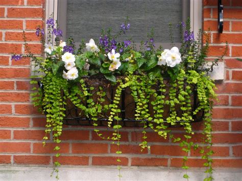 Pin On Window Boxes