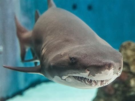 The Loveable Giant Of Shark Lagoon Aquarium Blog Aquarium Of The