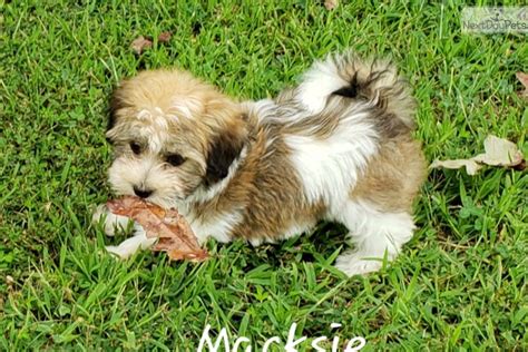 Jackie croft idaho falls, id phone: Akc Macksie: Havanese puppy for sale near Springfield, Missouri. | 91b2d5b8-f421