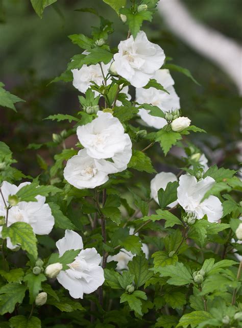 White Chiffon® Rose Of Sharon Hibiscus Syriacus Rose Of Sharon