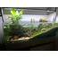Best Ideas To Arrange An Aquarium Or Fish Tank In Home  Live Enhanced
