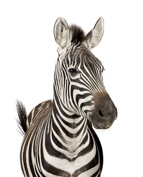 700 Zebra Standing Pictures