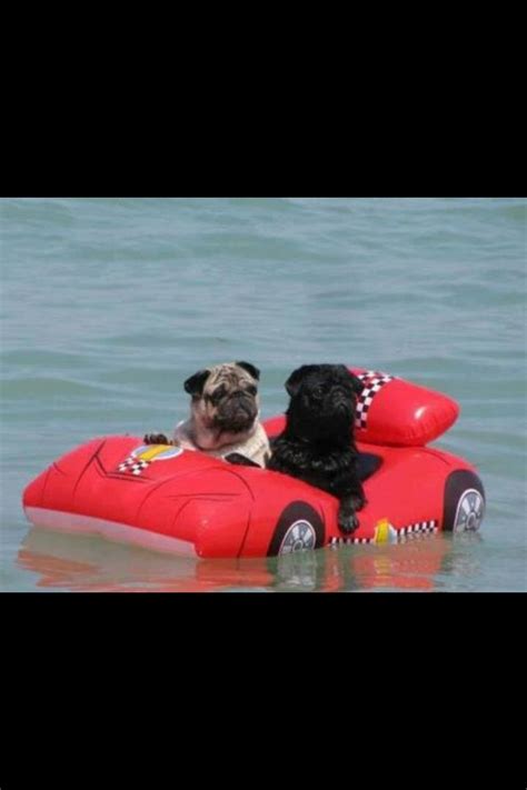 Pug Float Pug Pictures Funny Pictures With Captions Animal Pictures