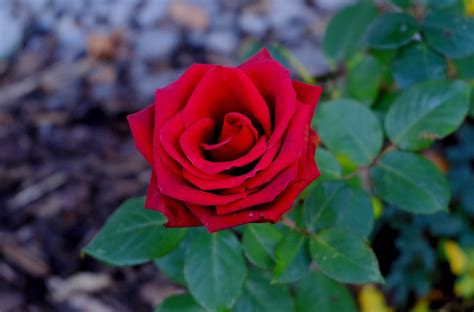 Fotos Gratis Flor Hoja Pétalo Florecer Rosa Rojo Flora