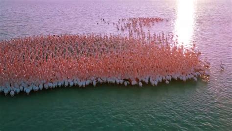 Pink Flamingo Flock Creates Breathtaking Scene Over Kazakh Lake Viraltab