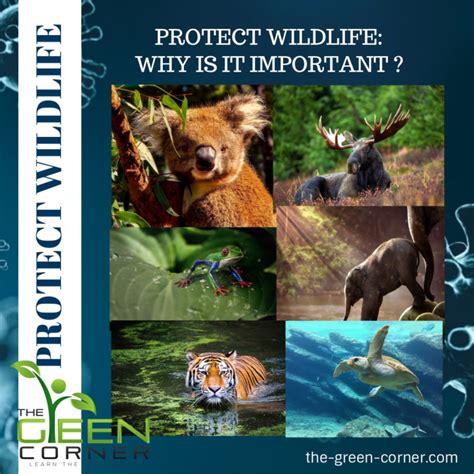 protect wildlife why it s important