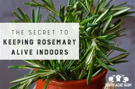 The Secret To Keeping Rosemary Alive Indoors Tenth Acre Farm