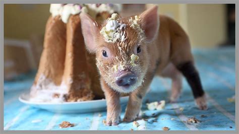 Cute Teacup Pigs