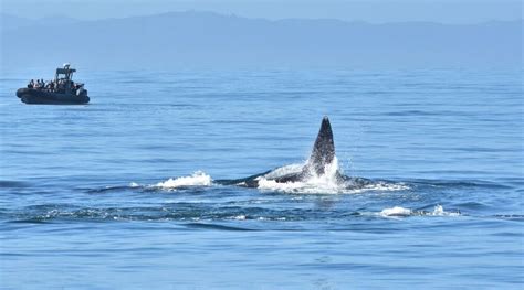 Epic Whale Battle Humpbacks Fight Off Orcas To Save Sea Lion Near Bc
