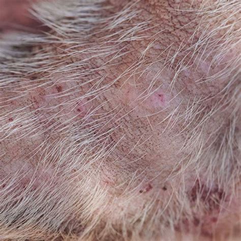 Flea Bites On Dogs What They Look Like—and What To Do About Them Bechewy