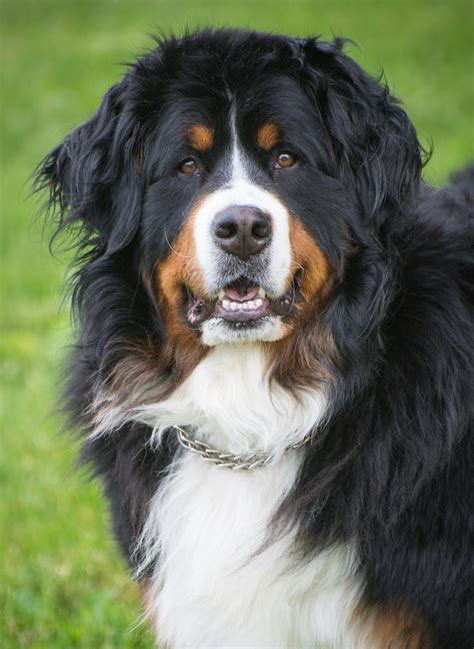 516 Best For The Love Of Berners Bernese Mountain Dog Images On