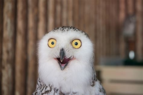 This Video Proves How Awesome And Fun Owls Are