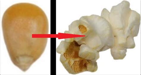 Why Does Popcorn Pop Technology Vista