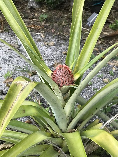 My Pineapple Plant Is Growing Another Pineapple Ive Always Read That