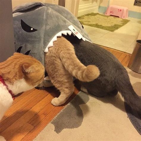 Brand New Shark Bed Eats Two Cats Cat Memes Kitty Cat Humor Funny