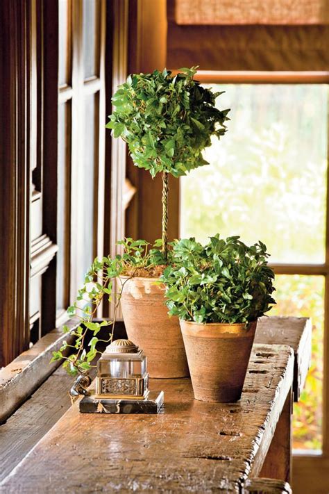 Incredible And Easy Indoor Container Ideas Indoor Topiary Topiary