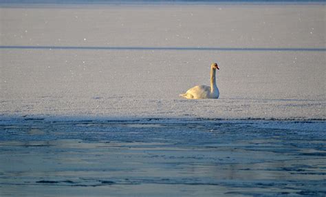 Sunbathing In 24°c Mute Swan Finland Winter Mute Swan Flickr