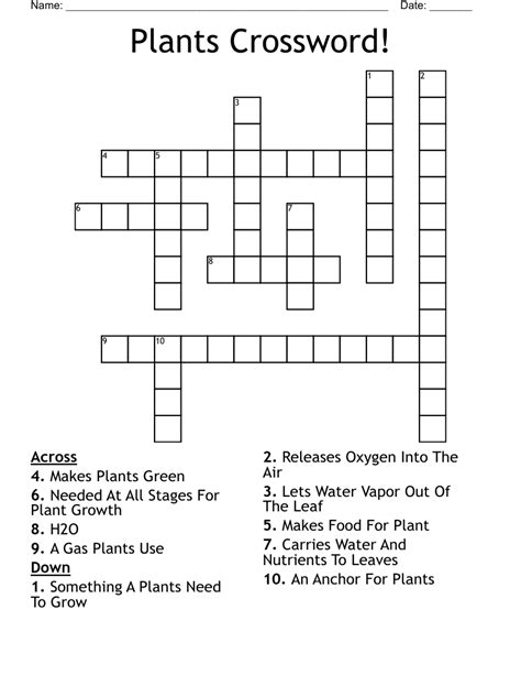 Swamp Plant Crossword Clue
