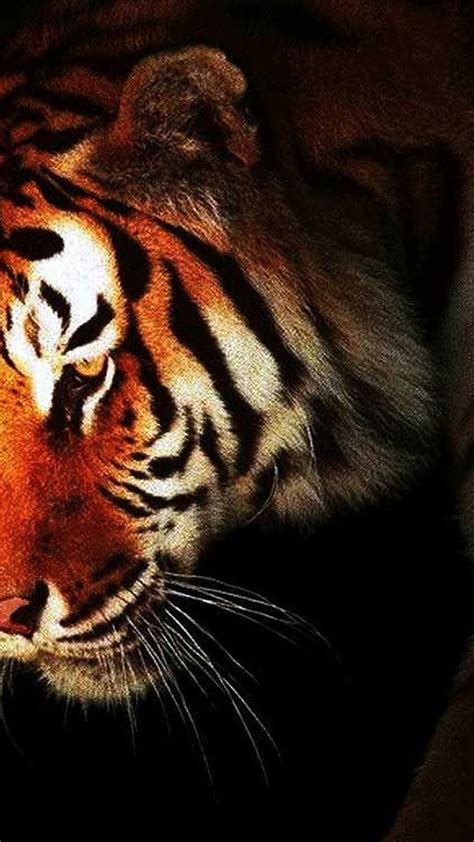 Tiger Face Hd Wallpapers 1080p