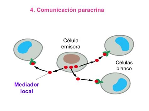 Profe Sandra Blog De Biología La Membrana Plasmática