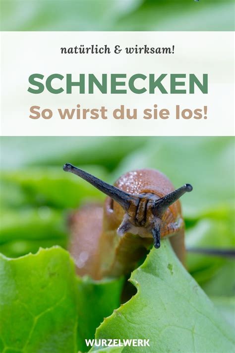 Da pflanzen sie tagetes ins blumenbeet, kohlrabi ins es gibt zahllose tipps und hausmittel gegen schnecken im garten: Das hilft wirklich gegen Schnecken und Nacktschnecken ...