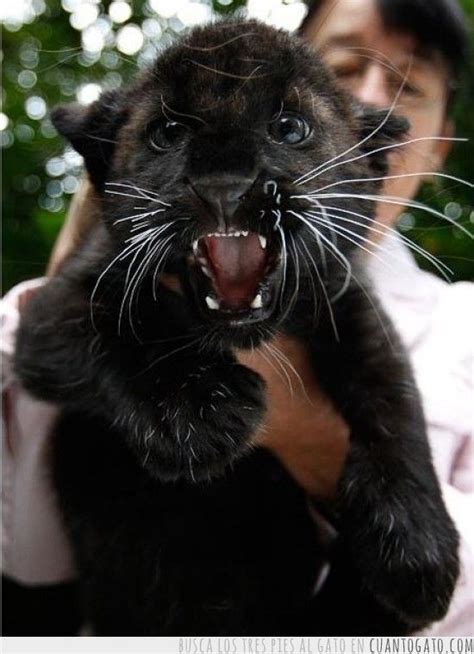 Pantera Negra Animals Baby Panther Wild Cats