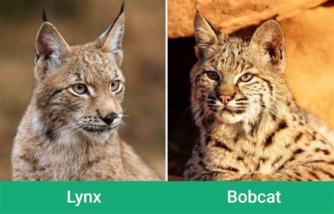 Lynx Vs Bobcat What Makes Them Different With Pictures Pet Keen