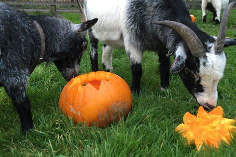 Goats Eating Pumpkin 2 Reaseheath College