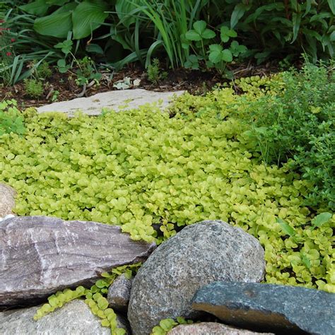 10 Tough Groundcovers To Solve Your Worst Landscaping Problems Ground