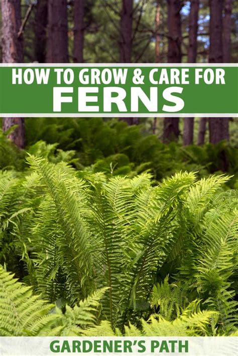 How To Grow And Care For Ferns Gardeners Path